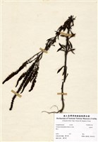 藏品(追風草)的圖片